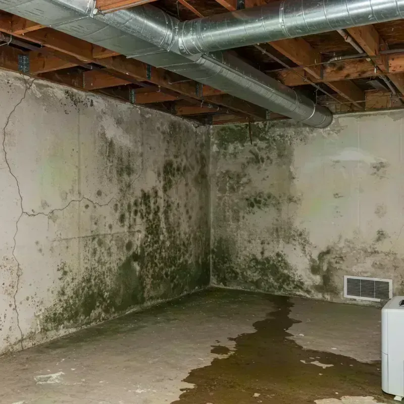 Professional Mold Removal in New Brighton, NY